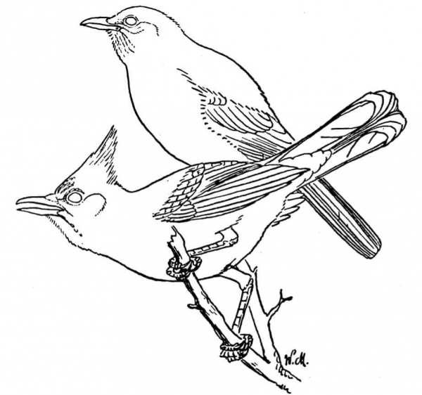 Scrub and Steller’s Jays coloring page image