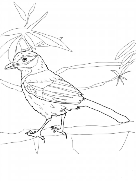 Scrub Jay coloring page image
