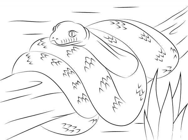 Scrub Python  coloring page image