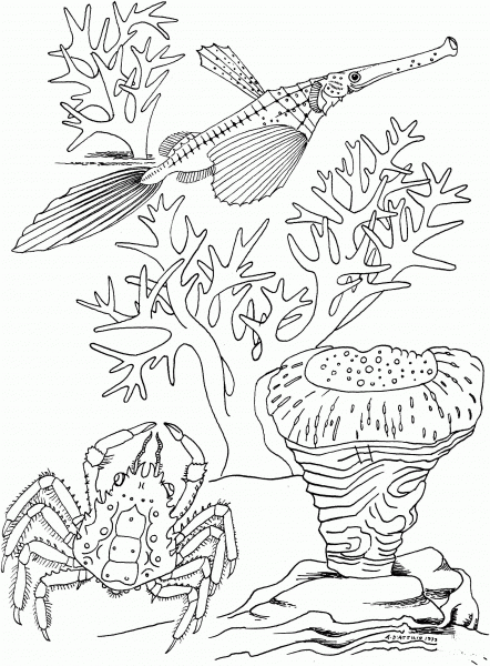 Sea Crab and Trumpet Fish coloring page image