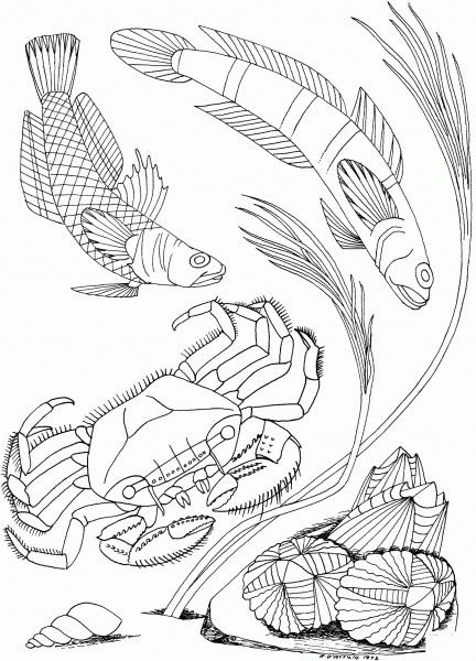 Sea Crab Shellfish coloring page image