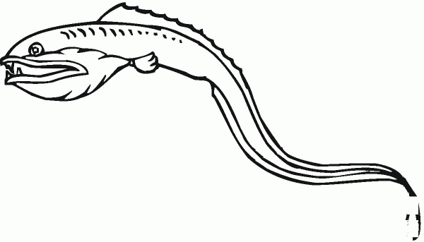 Sea Eel coloring page image