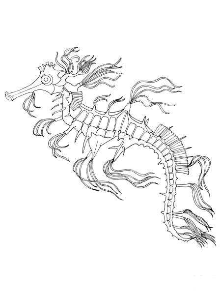 Sea Horse coloring page image