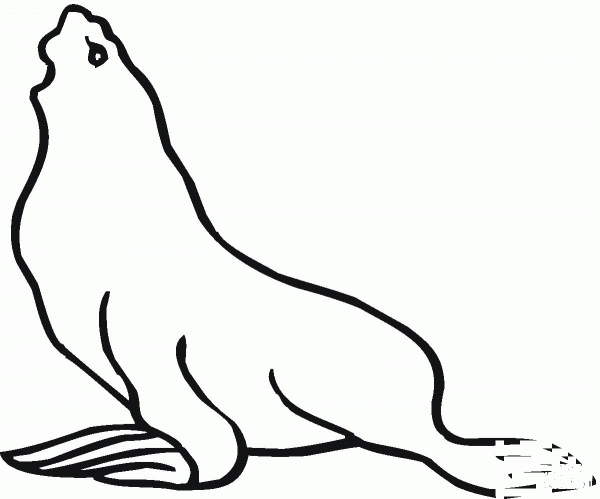 Sea Lion 13 coloring page image