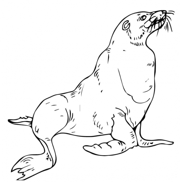 Sea Lion coloring page image