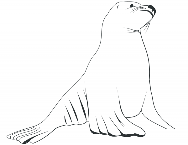 Sea Lion coloring page image