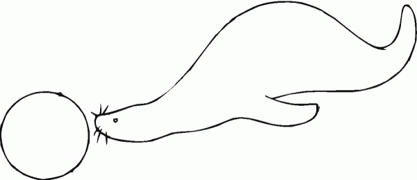 Sea Lion With A Ball coloring page image