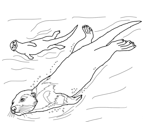 Sea Otter coloring page image