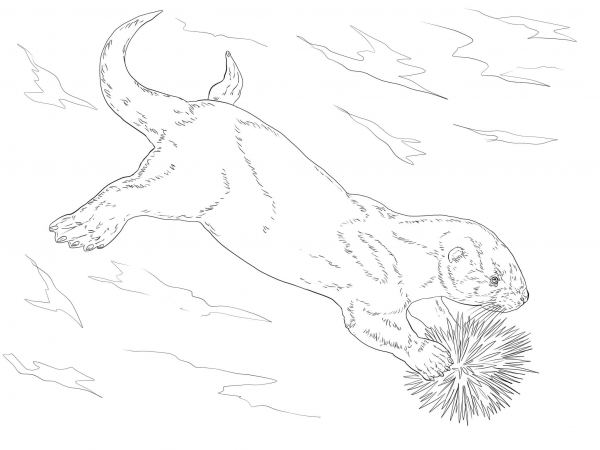 Sea Otter Eating Sea Urchin coloring page image