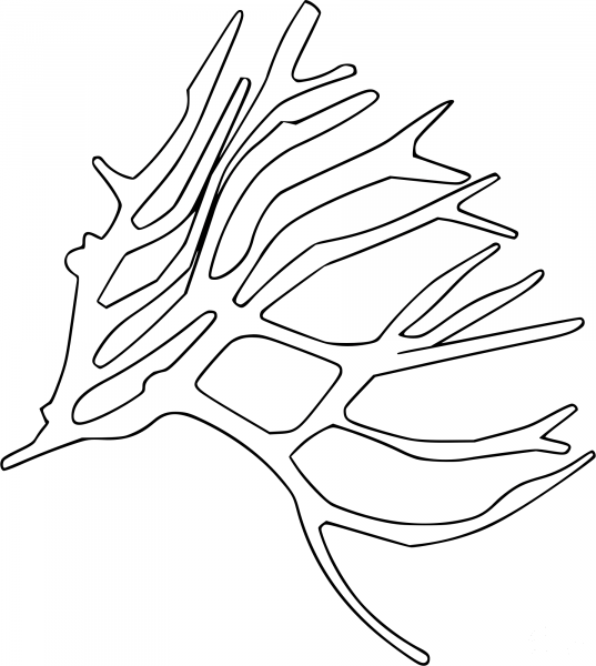 Sea Plant coloring page image