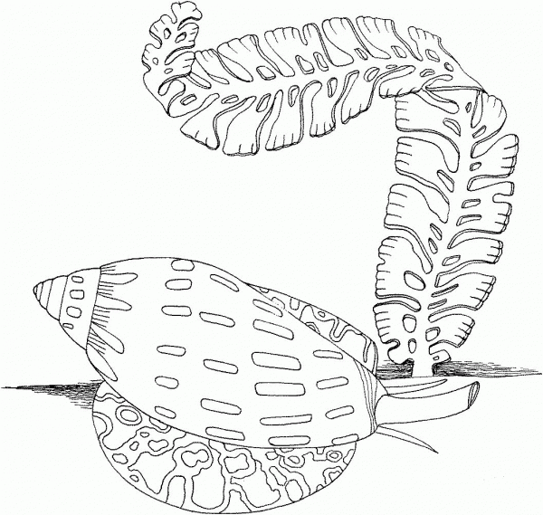 Sea Snail and Algae coloring page image