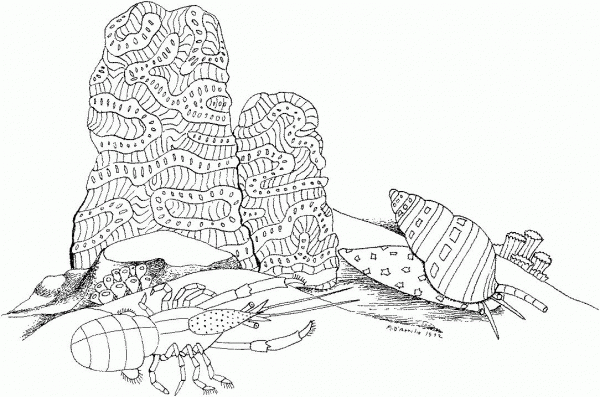 Sea Snail and Lobster coloring page image