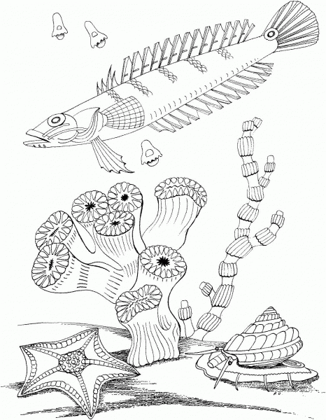 Sea Snail and Sea Star coloring page image