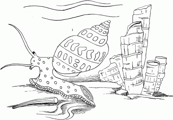 Sea Snail coloring page image