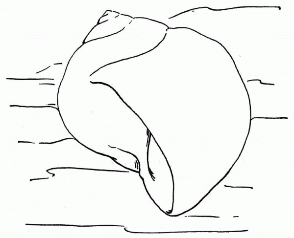 Sea Snail Shell coloring page image