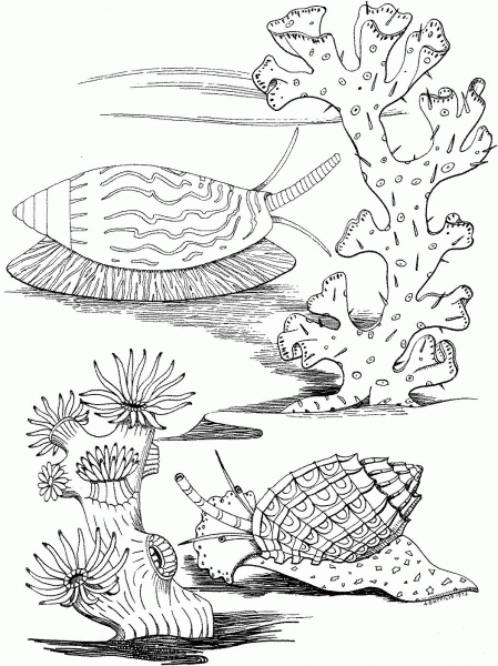 Sea Snails coloring page image