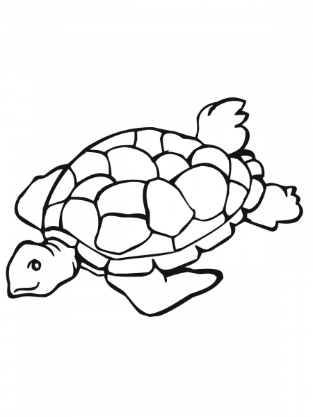 Sea Turtle coloring page image