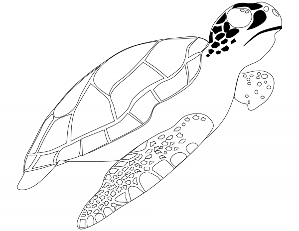 Sea Turtle coloring page image