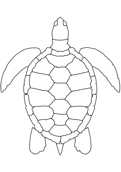 Sea Turtle coloring page image