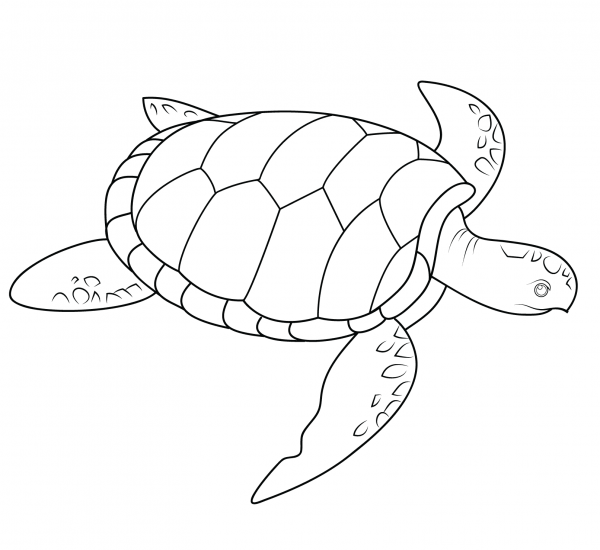Sea Turtle coloring page image