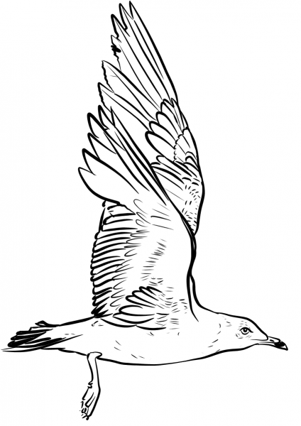 Seagull flapping wings coloring page image