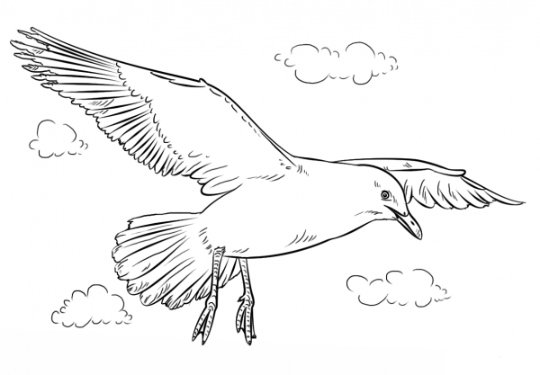 Seagull in flight coloring page image