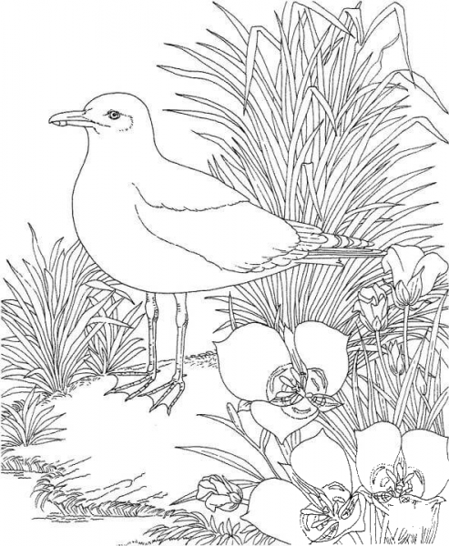 Seagull In the Garden coloring page image