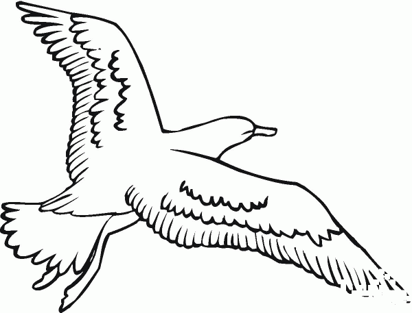 Seagull is Flying coloring page image