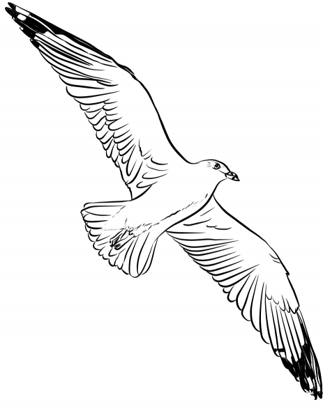 Seagull is flying high coloring page image