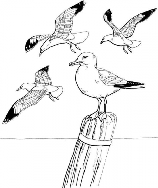 Seagulls coloring page image