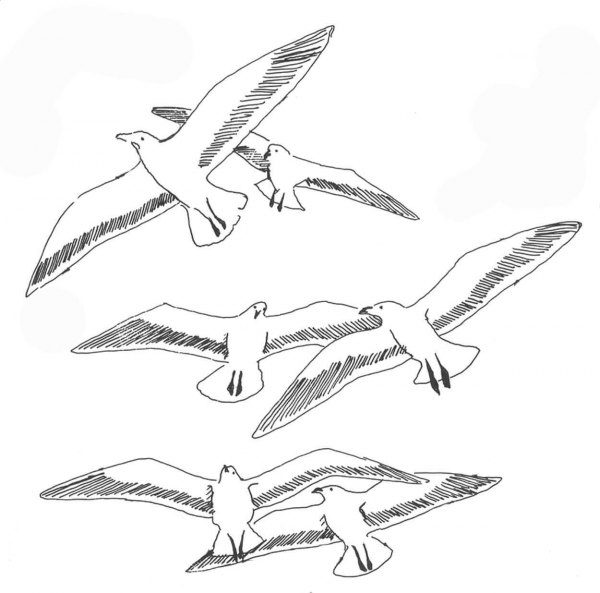 Seaguls coloring page image