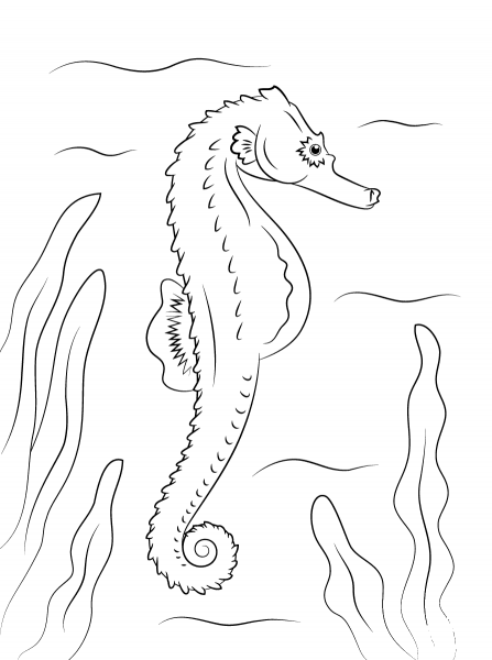 Seahorse coloring page image