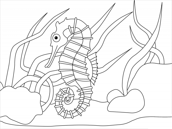 Seahorse coloring page image