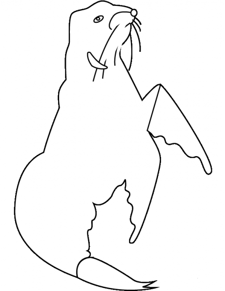 Seal coloring page image