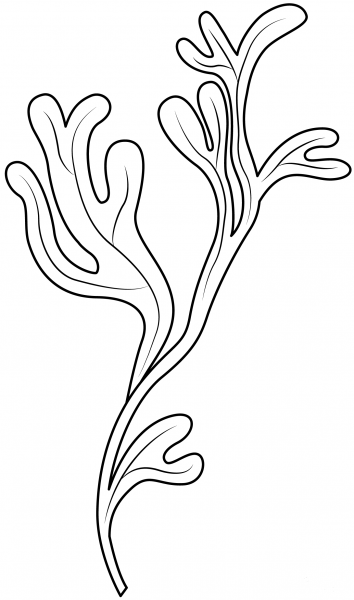 Seaweed coloring page image