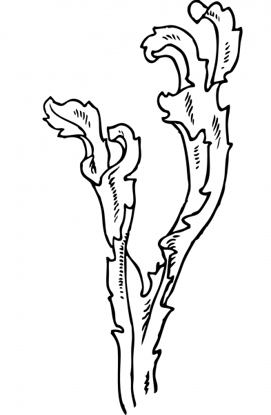 Seaweed coloring page image