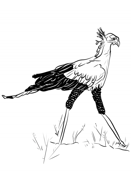 Secretary Bird coloring page image