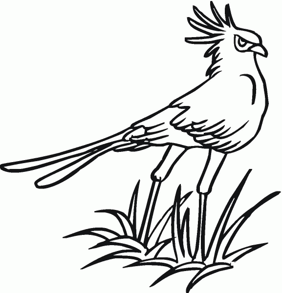 Secretary Bird coloring page image
