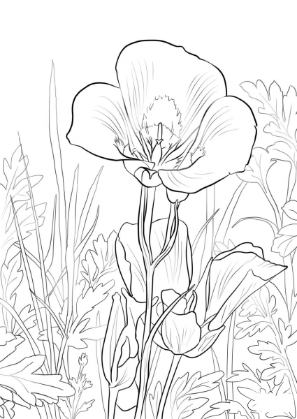 Sego Lily coloring page image