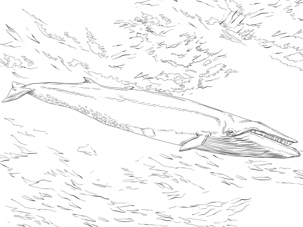 Sei Whale coloring page image