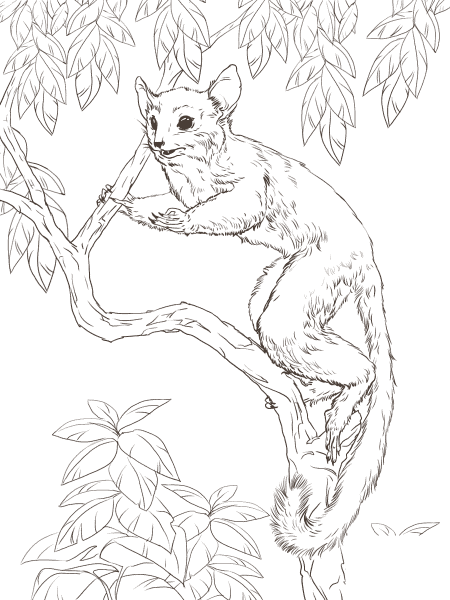 Senegal Bush Baby coloring page image