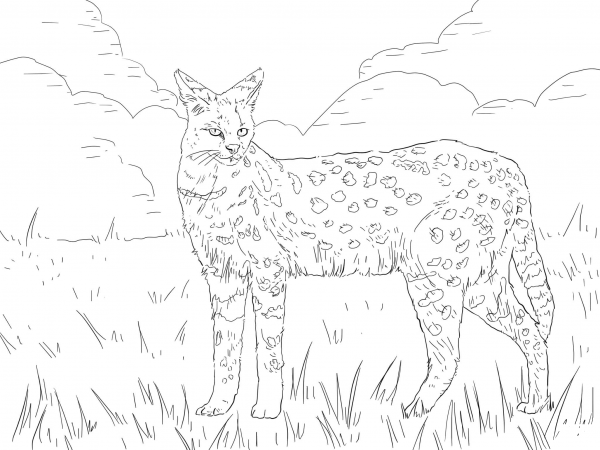 Serval African Wild Cat coloring page image