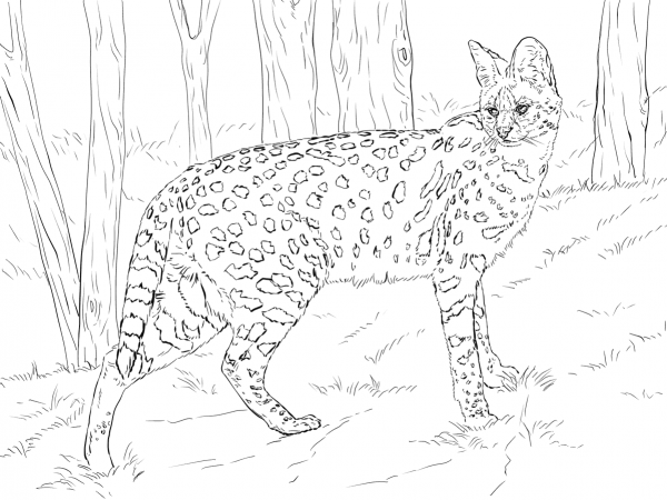 Serval coloring page image