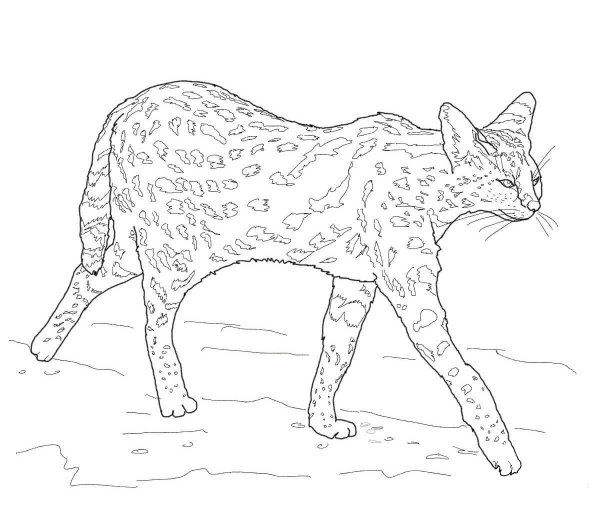 Serval coloring page image