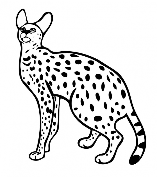 Serval Wild Cat coloring page image