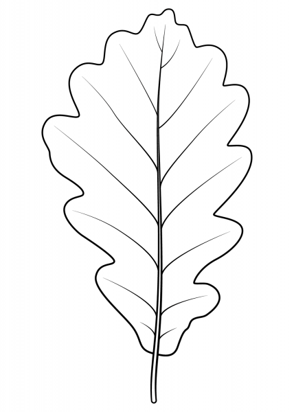 Sessile Oak Leaf coloring page image
