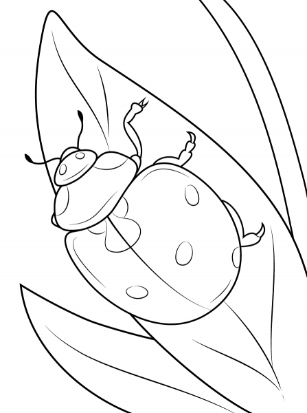 Seven Spot Ladybird coloring page image