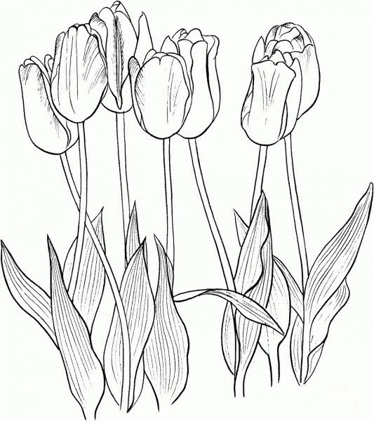 Seven Tulips coloring page image