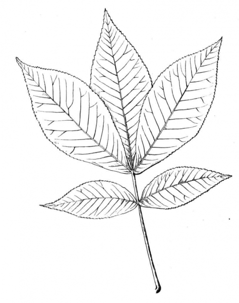 Shagbark Hickory Leaf coloring page image