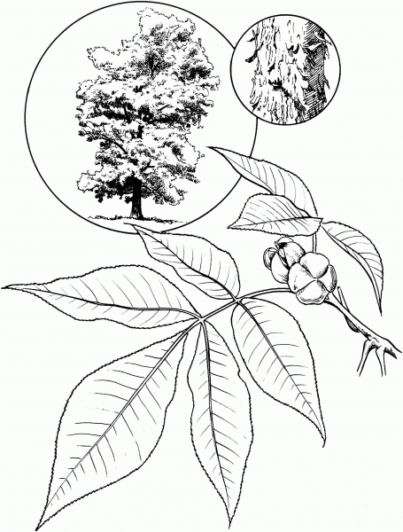 Shagbark Hickory Tree coloring page image